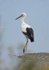 White Stork at West Canvey Marsh (RSPB) (Graham Oakes) (34695 bytes)
