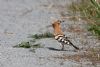Hoopoe at West Canvey Marsh (RSPB) (Mike Bailey) (91721 bytes)