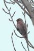 Redpoll at Canvey Wick (Tim Bourne) (48434 bytes)