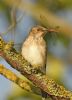 Spotted Flycatcher at Bowers Marsh (RSPB) (Graham Oakes) (76938 bytes)