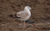 Caspian Gull at Private site with no public access (Steve Arlow) (58897 bytes)