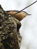 Nuthatch at Belfairs Golf Course (Graham Oakes) (72939 bytes)