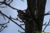 Hawfinch at Pound Wood (Richard Howard) (53728 bytes)
