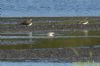 Curlew Sandpiper at Vange Marsh (RSPB) (Richard Howard) (80090 bytes)