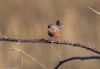 Dartford Warbler at Wallasea Island (RSPB) (Jeff Delve) (34751 bytes)