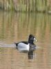Ring-necked Duck at Bowers Marsh (RSPB) (Graham Oakes) (36804 bytes)