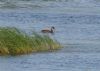 Red-crested Pochard at Wat Tyler Country Park (Richard Howard) (64660 bytes)