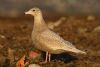 Glaucous Gull at Private site with no public access (Steve Arlow) (77069 bytes)