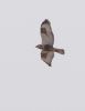 Rough-legged Buzzard at Wallasea Island (RSPB) (Jeff Delve) (121917 bytes)