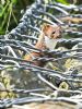 Weasel at Bowers Marsh (RSPB) (Graham Oakes) (108569 bytes)