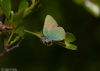 Green Hairstreak at Canvey Wick (Jeff Delve) (33330 bytes)