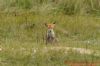 Red Fox at Gunners Park (Richard Howard) (129834 bytes)