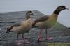 Egyptian Goose at Shoeburyness Park (Richard Howard) (117993 bytes)