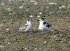 Black Tern at Bowers Marsh (RSPB) (Graham Oakes) (97481 bytes)