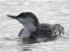 Red-throated Diver at Canvey Point (Terry Blackwell) (66026 bytes)