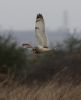 Short-eared Owl at West Canvey Marsh (RSPB) (Tim Bourne) (34818 bytes)