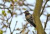 Lesser Spotted Woodpecker at Hockley Woods (Steve Arlow) (185265 bytes)
