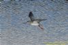 Spotted Redshank at Tewke's Creek (Richard Howard) (95004 bytes)