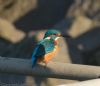 Kingfisher at Wallasea Island (RSPB) (Jeff Delve) (54027 bytes)