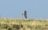 Hen Harrier at Wallasea Island (RSPB) (Vince Kinsler) (85481 bytes)