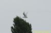 Mediterranean Gull at Gunners Park (Richard Howard) (40404 bytes)