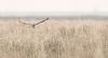Short-eared Owl at Wallasea Island (RSPB) (Andrew Armstrong) (39508 bytes)