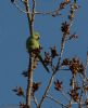 Ring-necked Parakeet at Gunners Park (Jeff Delve) (67548 bytes)