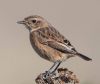 Stonechat at Wallasea Island (RSPB) (Andrew Armstrong) (54198 bytes)