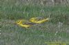 Yellow Wagtail at Fleet Head (Richard Howard) (114941 bytes)
