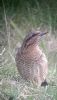 Wryneck at Gunners Park (Neil Chambers) (54641 bytes)