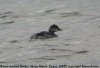 Black-necked Grebe at Vange Marsh (RSPB) (Steve Arlow) (23147 bytes)