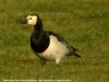 Barnacle Goose at Fleet Head (Steve Arlow) (18182 bytes)