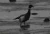 Black Brant at Wakering Stairs (Don Petrie) (38350 bytes)
