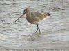 Black-tailed Godwit at River Roach (Steve Arlow) (121737 bytes)