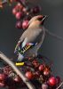 Waxwing at Rayleigh (Jeff Delve) (49513 bytes)