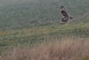 Short-eared Owl at Wallasea Island (RSPB) (Jeff Delve) (42862 bytes)