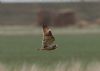 Short-eared Owl at Wallasea Island (RSPB) (Jeff Delve) (39693 bytes)