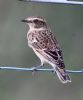 Whinchat at Wallasea Island (RSPB) (Jeff Delve) (58225 bytes)