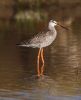 Spotted Redshank at Wallasea Island (RSPB) (Jeff Delve) (49805 bytes)