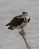 Osprey at Wallasea Island (RSPB) (Jeff Delve) (28498 bytes)