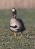White-fronted Goose at Wallasea Island (RSPB) (Jeff Delve) (115052 bytes)