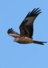 Red Kite at Wallasea Island (RSPB) (Jeff Delve) (25452 bytes)