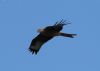Red Kite at Wallasea Island (RSPB) (Jeff Delve) (16047 bytes)