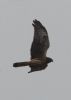 Hen Harrier at Wallasea Island (RSPB) (Jeff Delve) (32306 bytes)
