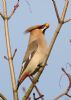 Waxwing at Hockley/Hawkwell (Jeff Delve) (48028 bytes)