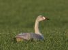 Bewick's Swan at Wallasea Island (RSPB) (Jeff Delve) (55189 bytes)