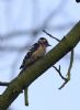 Lesser Spotted Woodpecker at Hockley Woods (Jeff Delve) (36548 bytes)