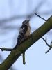 Lesser Spotted Woodpecker at Hockley Woods (Jeff Delve) (32675 bytes)