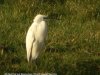 Little Egret at Fleet Head (Steve Arlow) (37982 bytes)