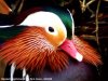 Mandarin Duck at Southchurch Hall Park (Steve Arlow) (34389 bytes)